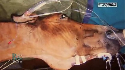 Stormy : ce moitié cheval, moitié zèbre est un spécimen très rare