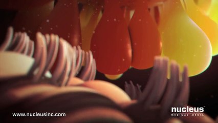 Patient Engagement Video- Fertilization