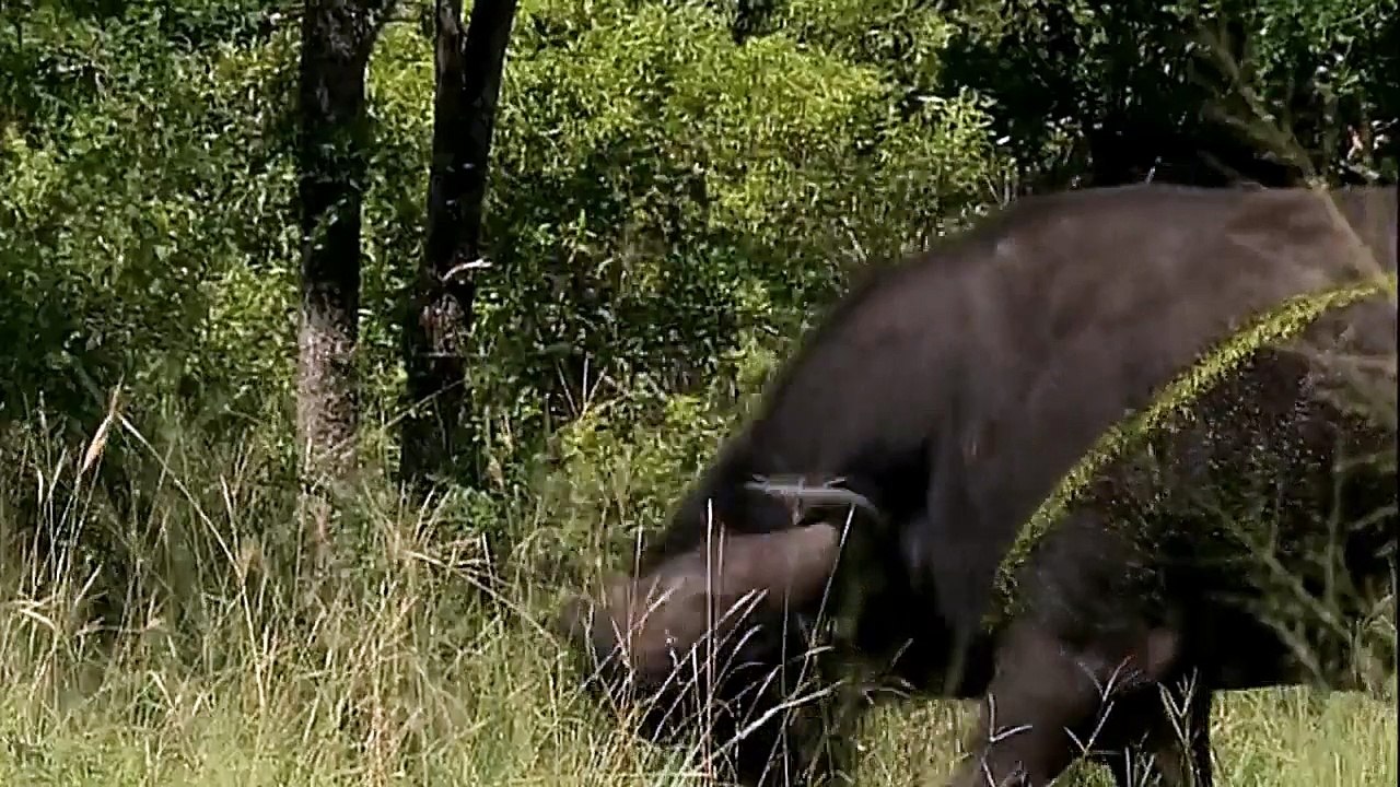 Cape Buffalo - Fighter - Getting for attack