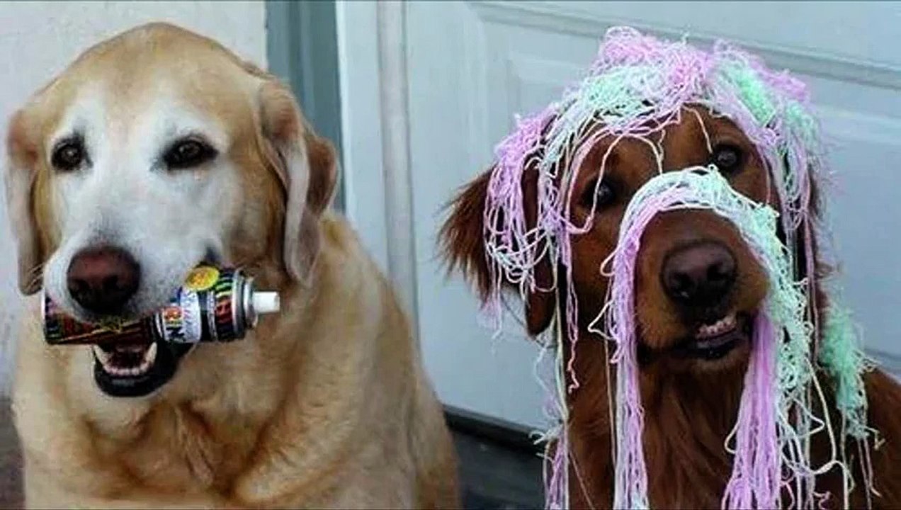 Compilation chiens débiles
