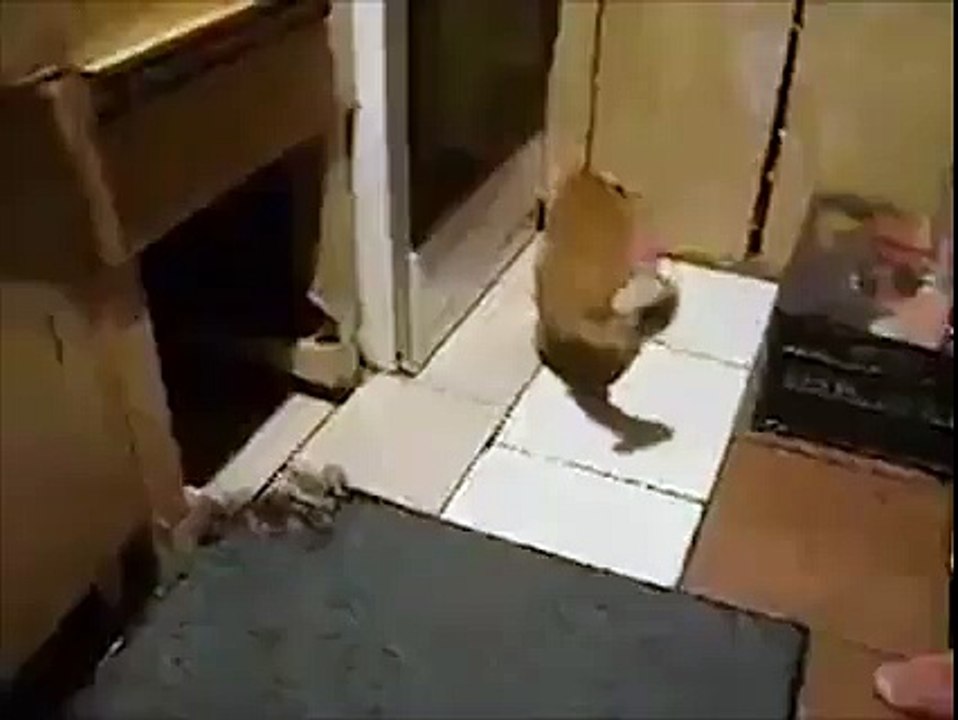 vemao funny cat vs rat