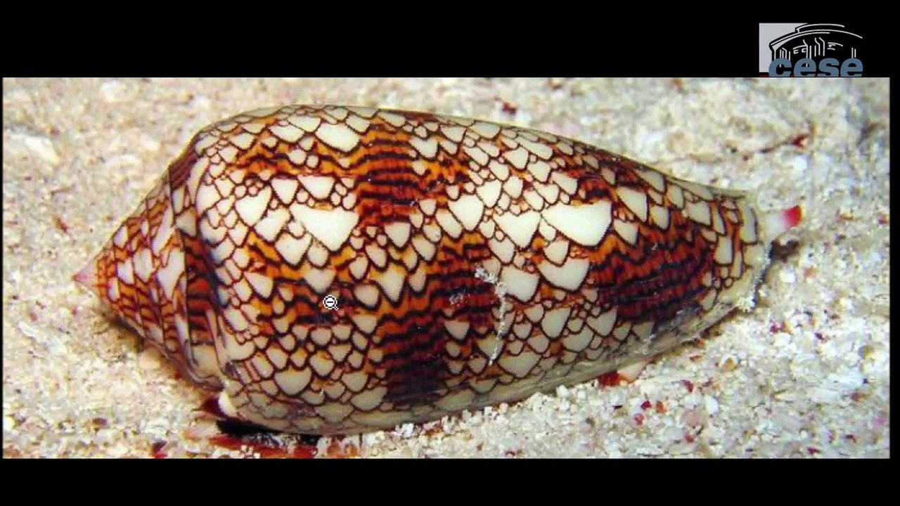 biomimetisme