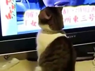 Komik Hayvan Videoları