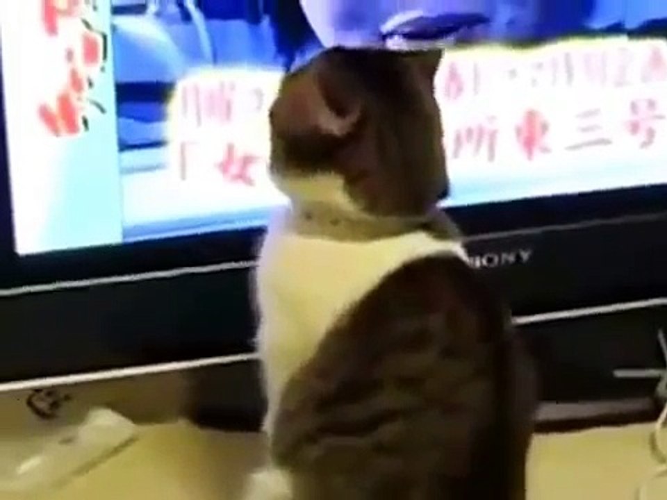 Komik Hayvan Videoları