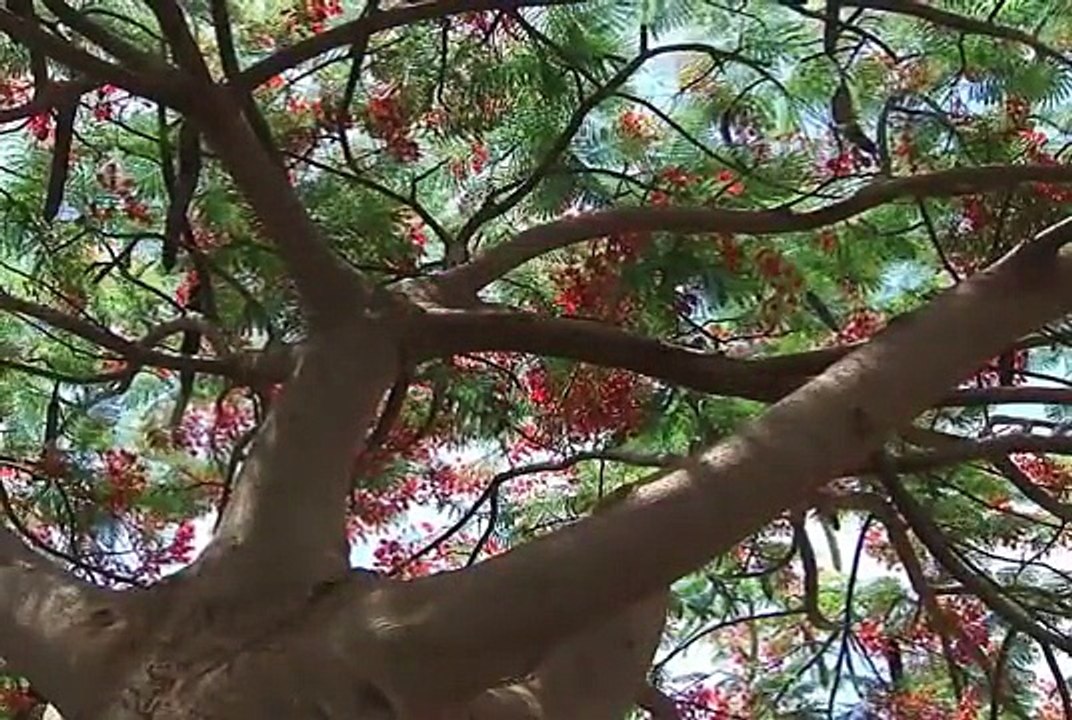 Living Carefree - A Meditation with Deepak Chopra