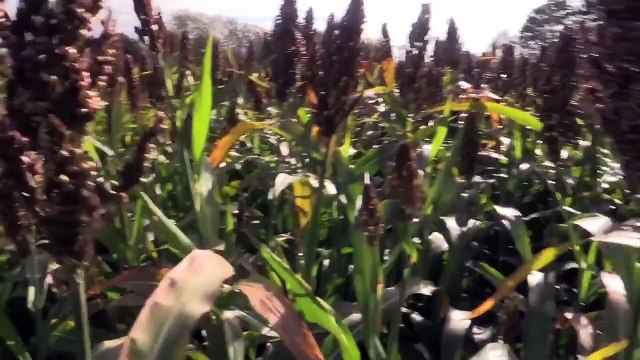 The Shooting Show – first pheasant shoot of the season