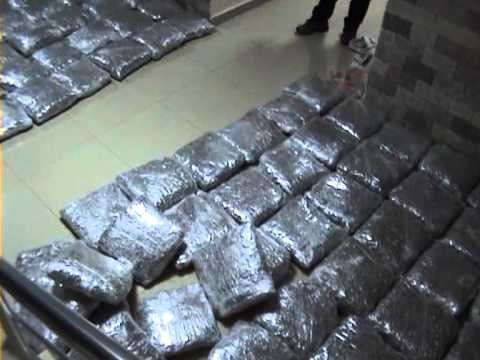 POLICIA E GJIROKASTRES SEKUESTRON 700 KG MARIJUANE LAZARATI PRANGOSET EDUARD SAKO LAJM