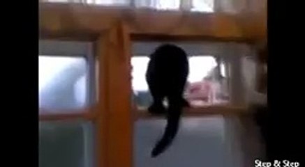 Кот гавкал пока не спалился хозяином