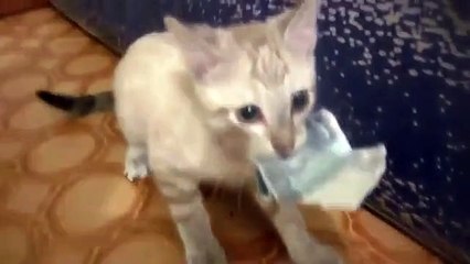 Kucing Yang sudah tahu uang