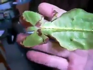 Green Leave Moving ... What An Amazing Video