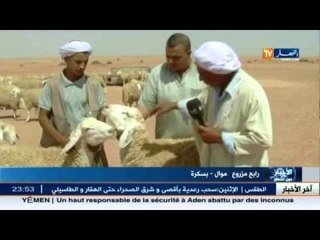 بسكرة : بين اختلاف مصدر سلالة أولاد جلال و ميزة كباشها