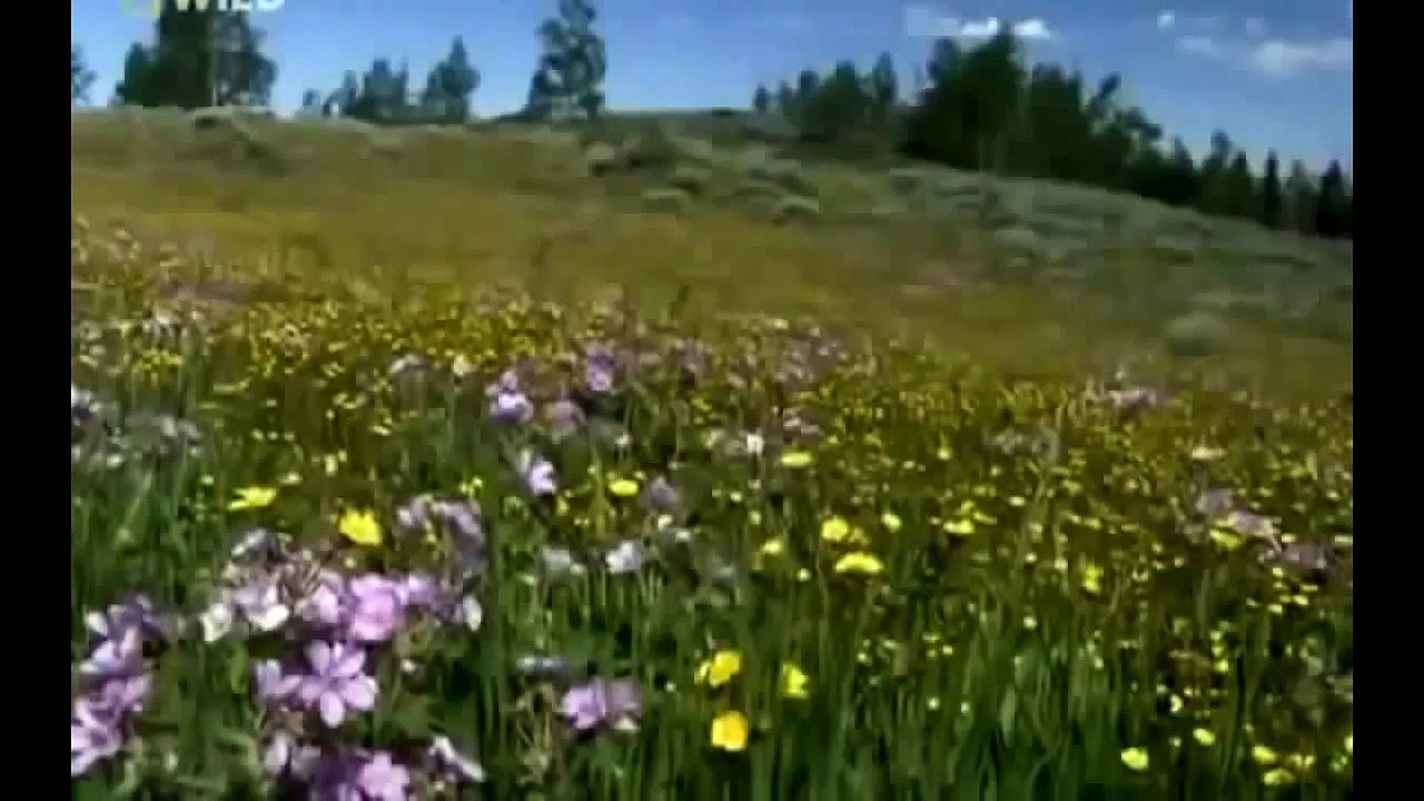 Bears and Wolves Epic Battle(full documentary)HD