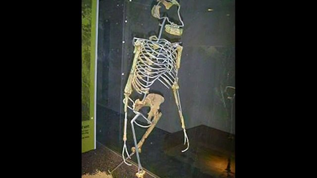 Who is Lucy the Australopithecus - Google Doodle for the Discovery of Lucy