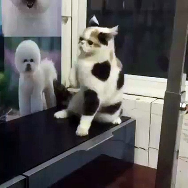 Chat dansant