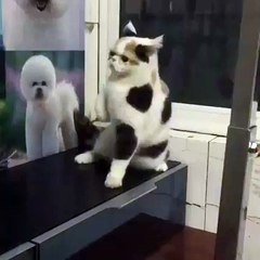 Chat dansant