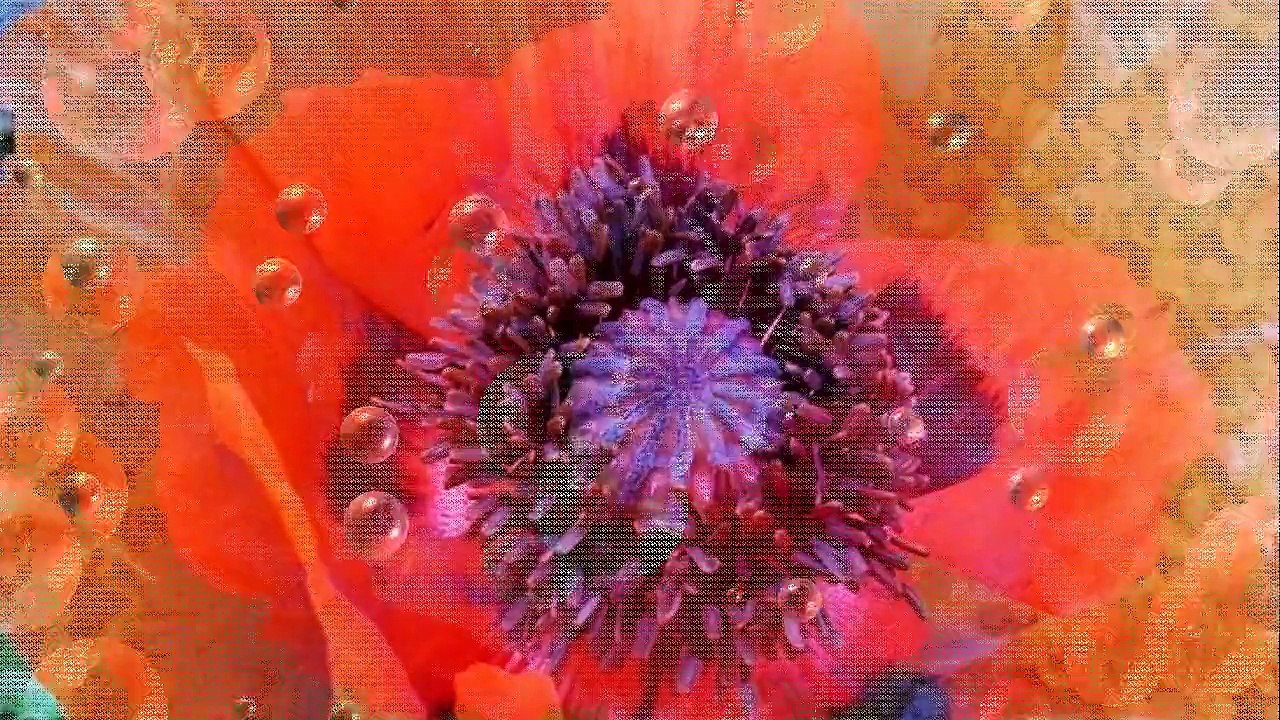 Miłość tak piękna