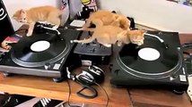 DJ kitten...so cute cats..very funny