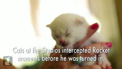 Cat story ..kitten so cute ..(rocket) short story