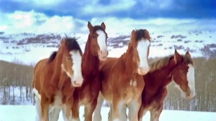 Horses' snow ball fight