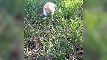 Best Cat Vine - The Best Kitten and Cat Vines [30 MINUTES]