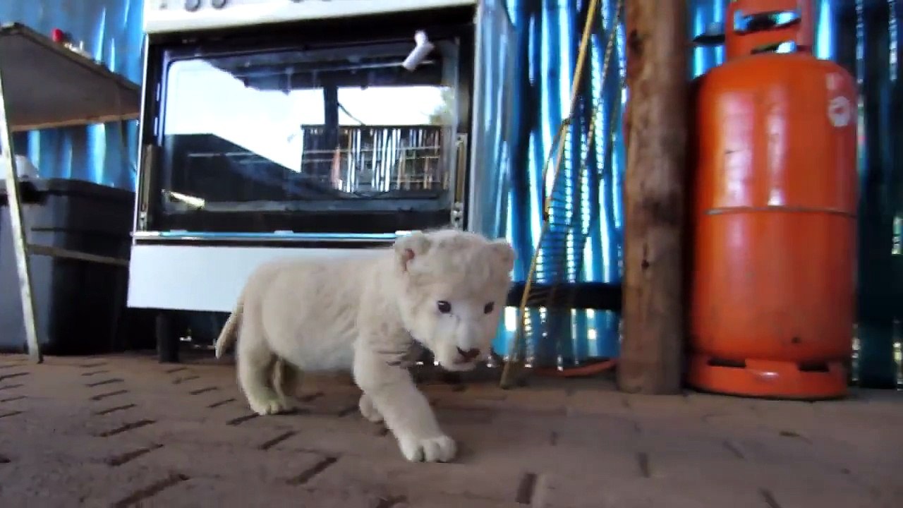 Lion Cub and Dogs best friends