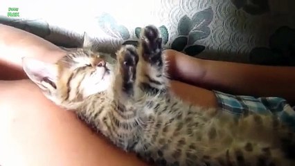 Funny Cats Sleeping in Weird Positions Compilation 2013 [HD] - YouTube76