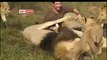 Playing with Lions in the Jungle - See how man is playing with Bunch of Lions - Amazing Daring Video