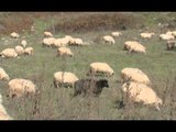 NGORDHJA E BAGETIVE GJIROKASTER,MOSVAKSINIMI SHKAK I NGORDHJES SE QINGJAVE LAJM