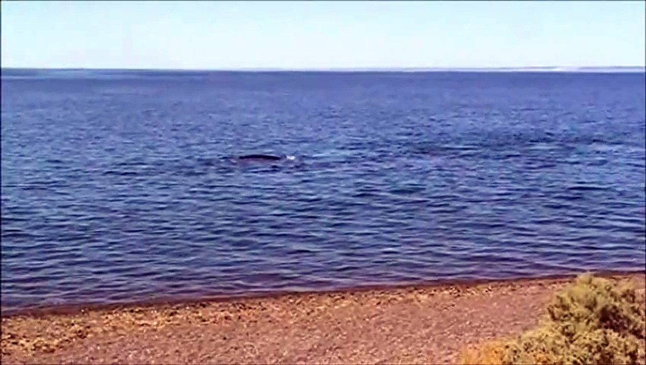 baleines 1