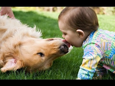 Cute Dogs Giving Babies Kisses Compilation 2015 , # 15