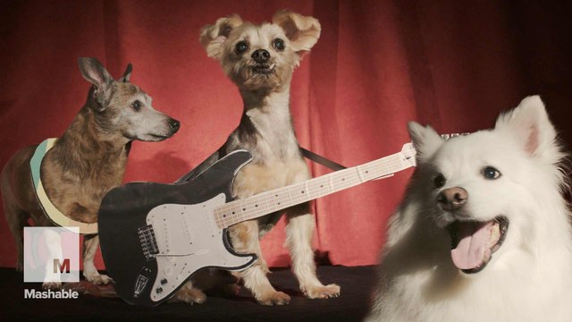 Senior dogs compete in Old Dogs, New Tricks pageant