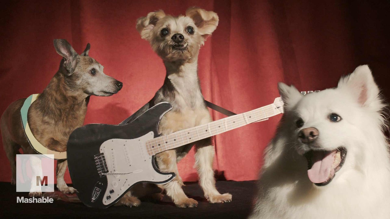 Senior dogs compete in "Old Dogs, New Tricks" pageant