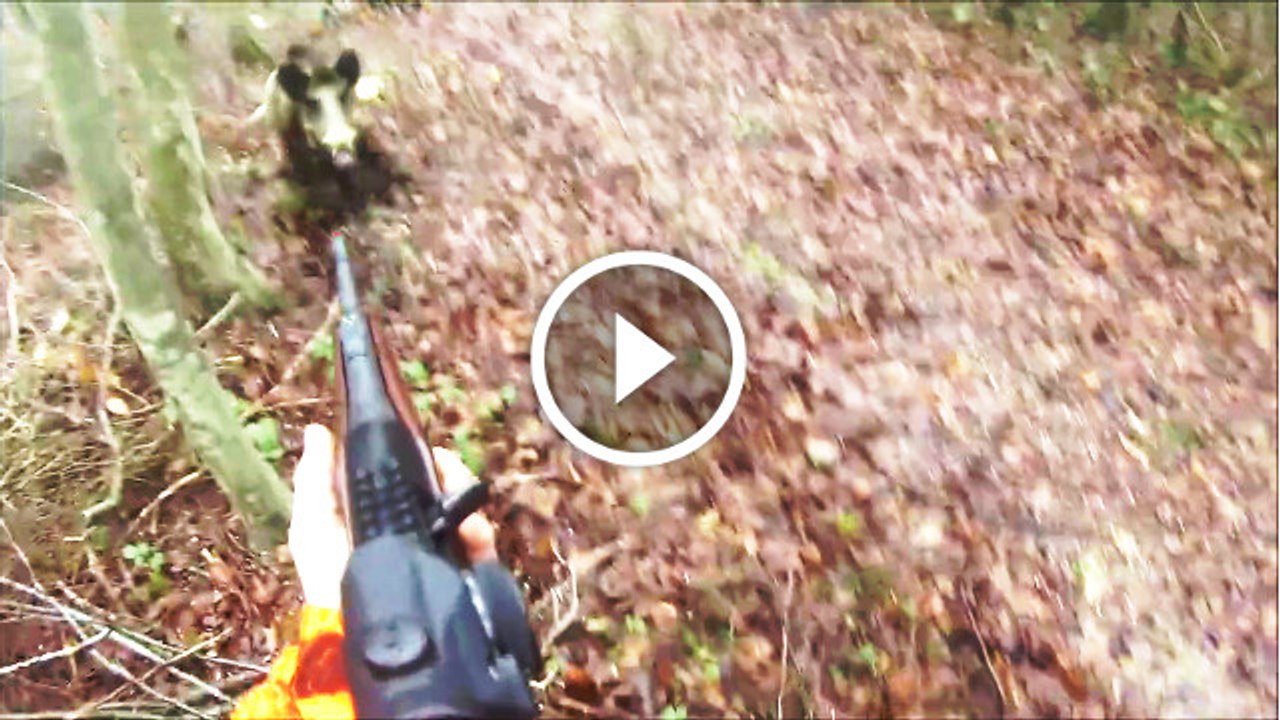 Chasse et Charge d'un Sanglier