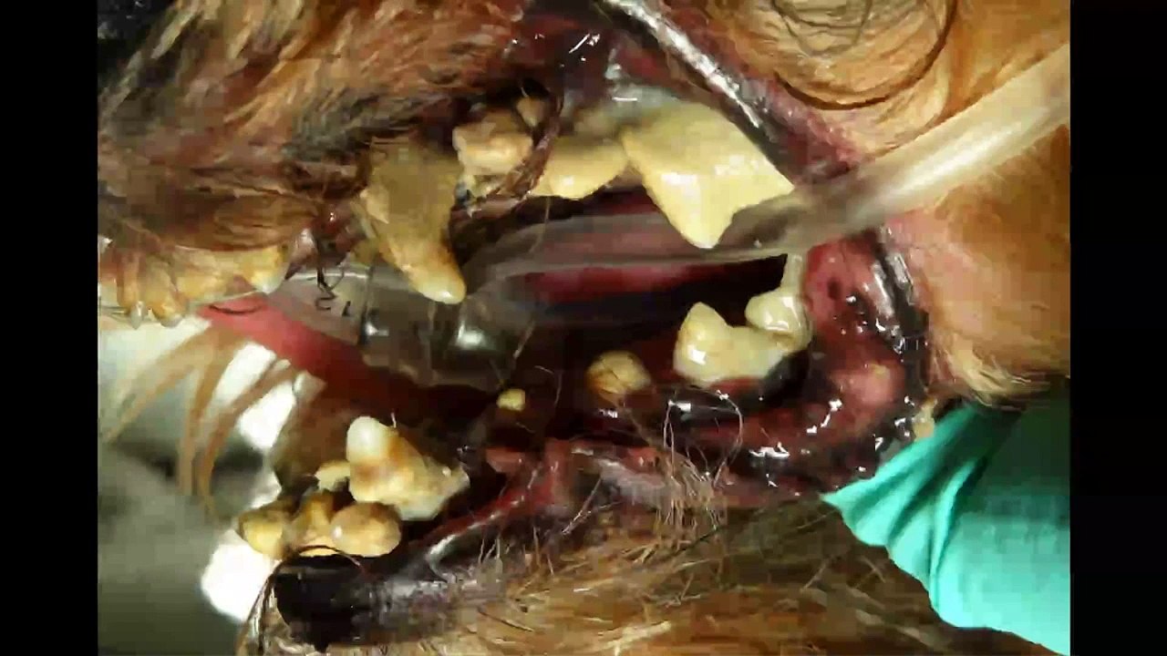 Veterinary Dentistry