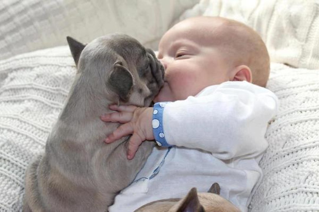 Cute Dogs Giving Babies Kisses Compilation 2015  , # 17