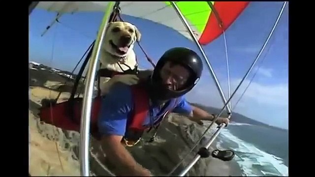 Los perros también pueden. Diversión y divertido perro