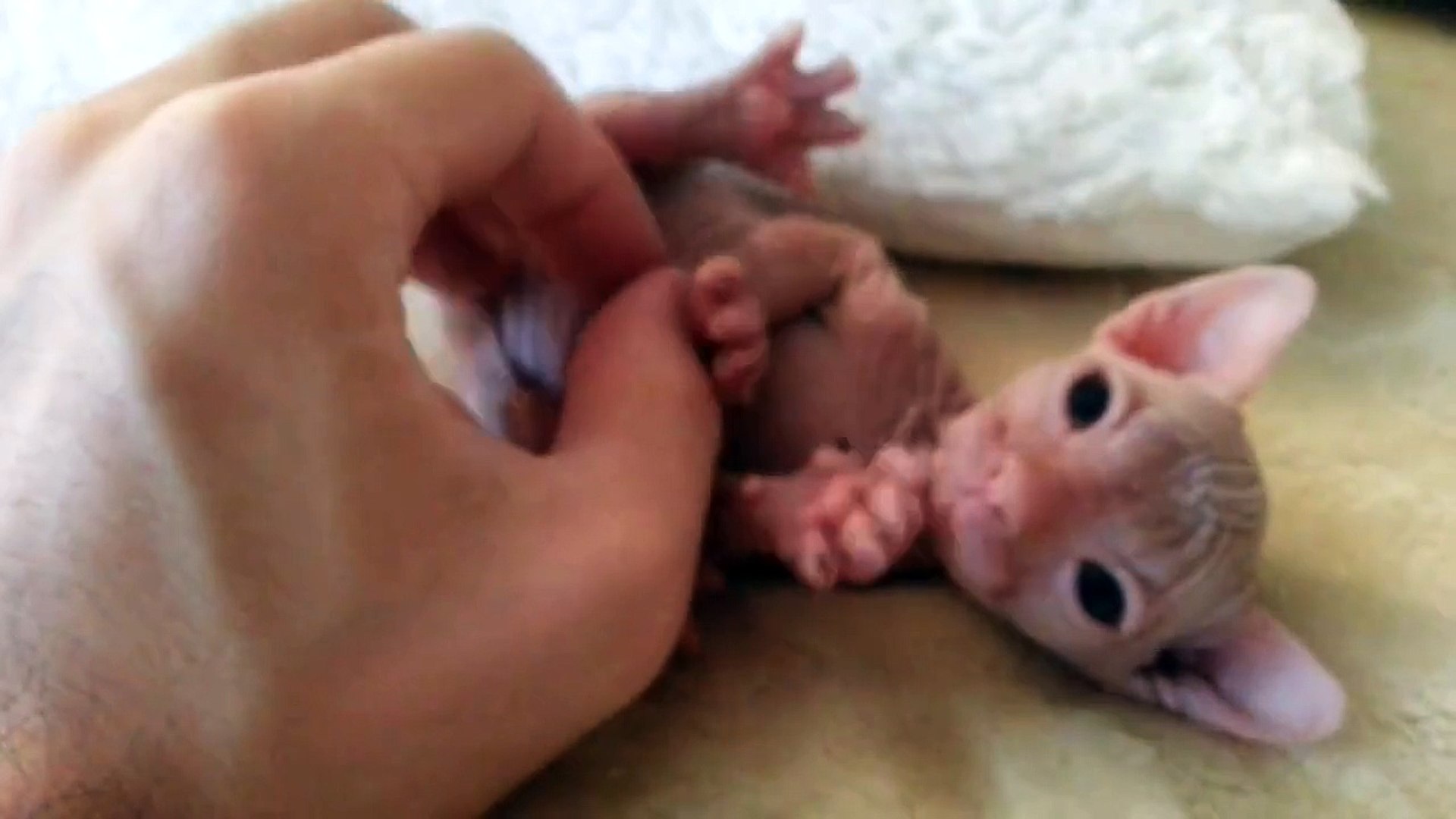 ⁣Hairless Kitten Gets Belly Rubbed