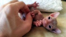 Hairless Kitten Gets Belly Rubbed