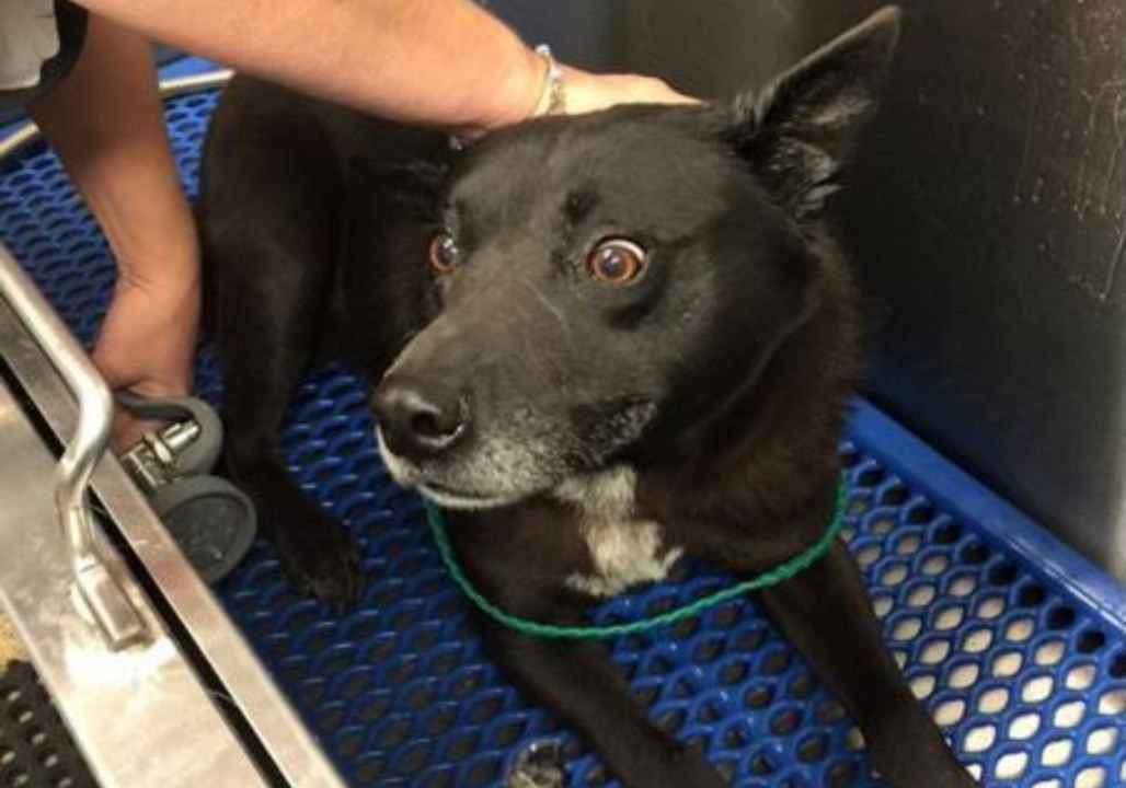 Watch the Moment This Dog Is Reunited With Owner After Two Years Apart