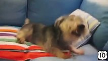 Dogs also sneeze. Funny dog sneezes