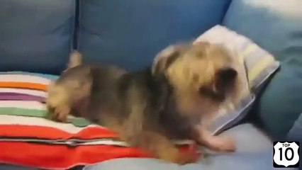 Os cães também espirrar. Espirros engraçados do cão