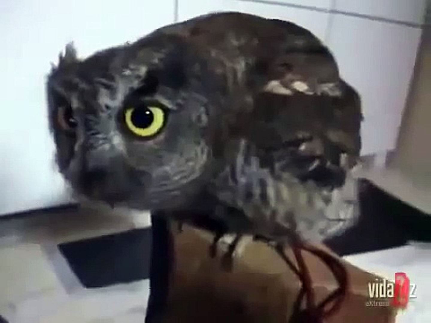 Coruja na casa. coruja engraçada