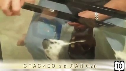 Cães e mundo paralelo. Cão engraçado e mesas de vidro