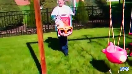 Os cães gostam de balançar. Cão engraçado em um balanço