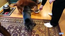 Os cães são felizes em receber a comida. Cães felizes engraçados