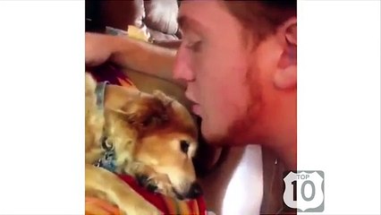 Cães se divertir e entreter. Bom cão engraçado