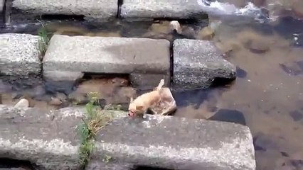 Entretenimiento Perro. Perro divertido en sí entretiene