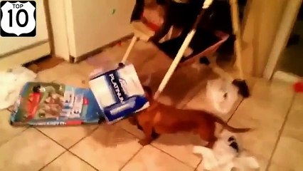 Perro de entretenimiento y ocio. Perro divertido relajarse