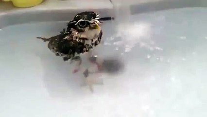 Búho nada en la bañera. Divertido búho toma un baño