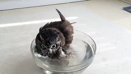 Tratamientos de agua búho. Divertido búho bañaba